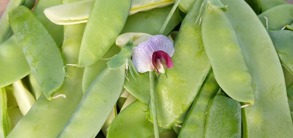fresh-picked snow peas