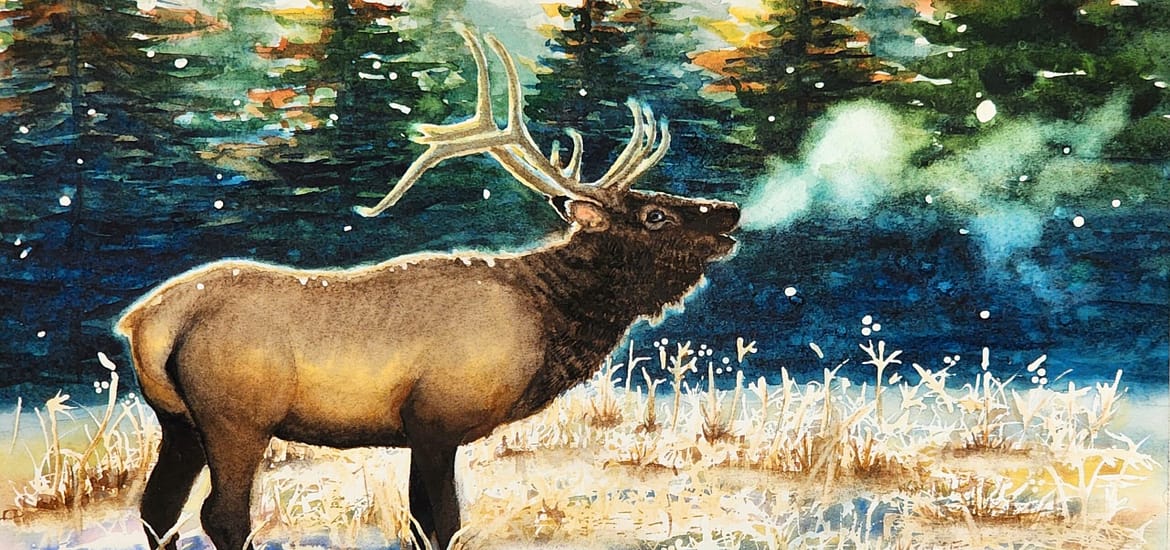 "Morning Bugle" watercolor painting of a bugling bull elk in winter by Erin Burton
