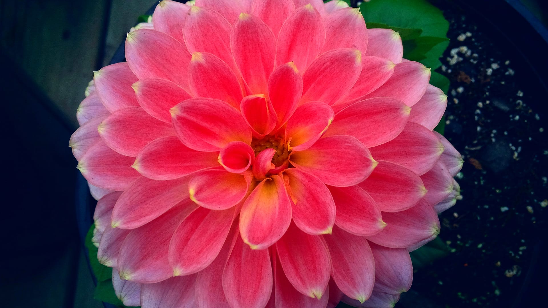 Dahlia.jpg