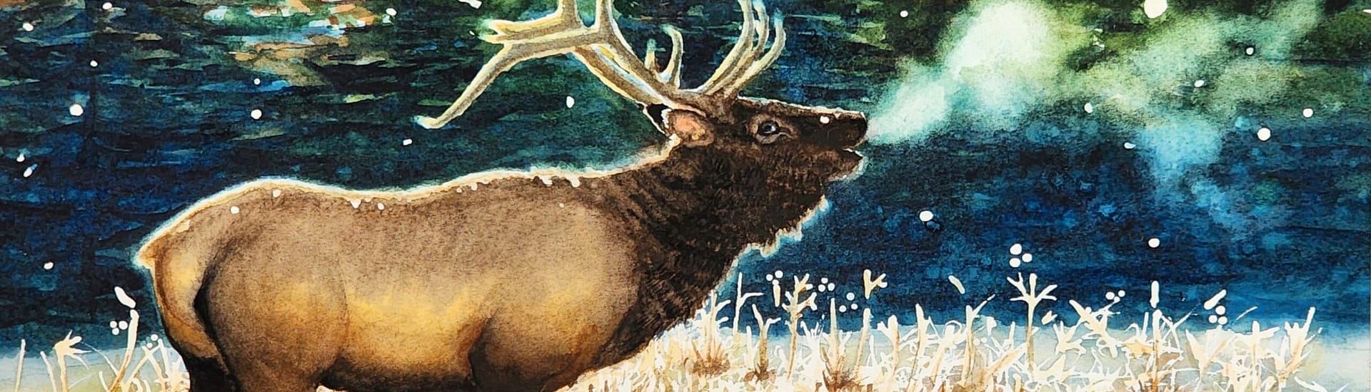 "Morning Bugle" watercolor painting of a bugling bull elk in winter by Erin Burton