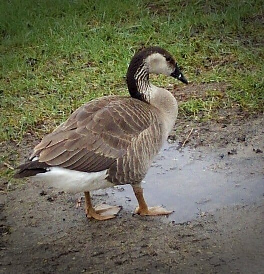 goose