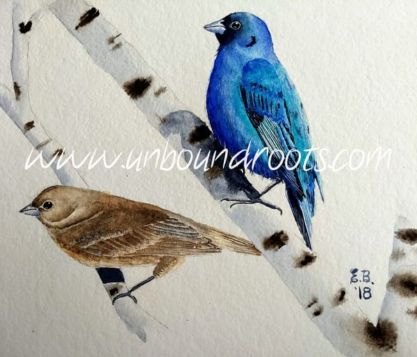 "A Pair Of Indigo Buntings"