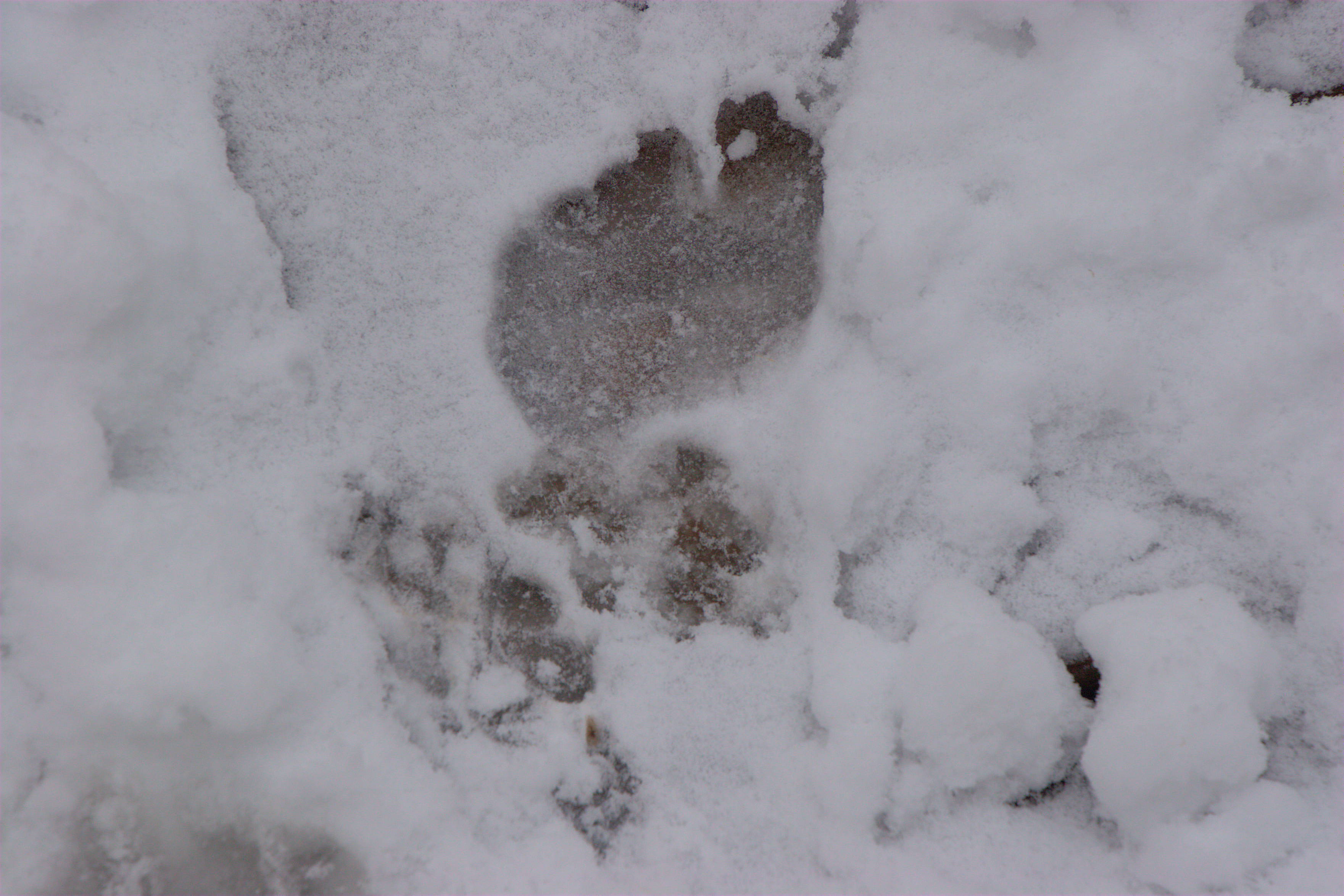 Footprint in Snow